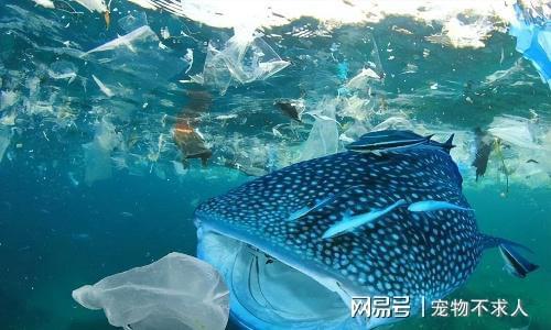 J9九游会 九游会J9吃一次等于吃8个塑料袋很多家长却经常喂给孩子吃(图5)